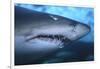 Ragged Tooth Shark-DLILLC-Framed Photographic Print