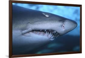 Ragged Tooth Shark-DLILLC-Framed Photographic Print