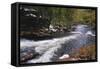 Raging River in a Forest-null-Framed Stretched Canvas