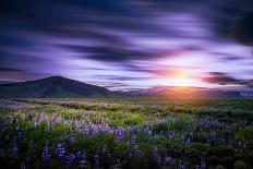 Lupines, Myrdalssandur, South Coast, Iceland-Ragnar Th Sigurdsson-Photographic Print