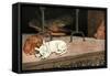 Rags the Puppy Joins Cat and Piglet by the Fire-Cecil Aldin-Framed Stretched Canvas