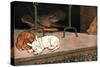 Rags the Puppy Joins Cat and Piglet by the Fire-Cecil Aldin-Stretched Canvas
