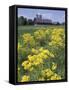 Ragwort and Barn, Bardstown, Kentucky, USA-Adam Jones-Framed Stretched Canvas