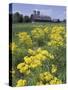 Ragwort and Barn, Bardstown, Kentucky, USA-Adam Jones-Stretched Canvas