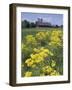 Ragwort and Barn, Bardstown, Kentucky, USA-Adam Jones-Framed Photographic Print