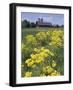 Ragwort and Barn, Bardstown, Kentucky, USA-Adam Jones-Framed Photographic Print