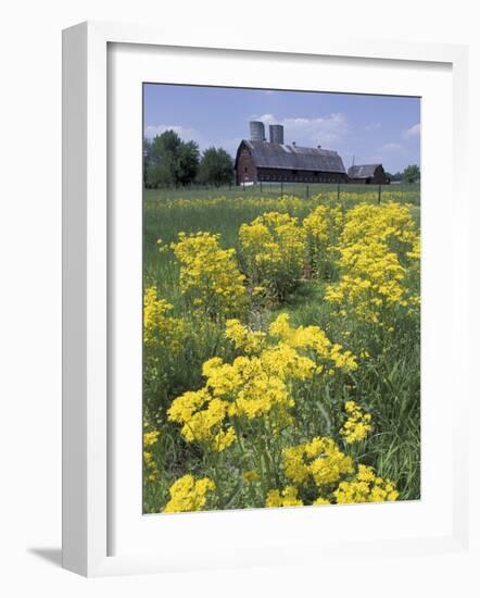 Ragwort and Barn, Bardstown, Kentucky, USA-Adam Jones-Framed Photographic Print