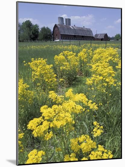Ragwort and Barn, Bardstown, Kentucky, USA-Adam Jones-Mounted Photographic Print
