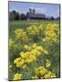 Ragwort and Barn, Bardstown, Kentucky, USA-Adam Jones-Mounted Photographic Print