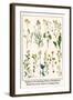 Ragwort, Everlasting Flower, Buckthorn, Wood-Sorrel and Venus's Looking Glass-Albertus Seba-Framed Art Print