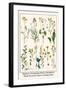 Ragwort, Everlasting Flower, Buckthorn, Wood-Sorrel and Venus's Looking Glass-Albertus Seba-Framed Art Print