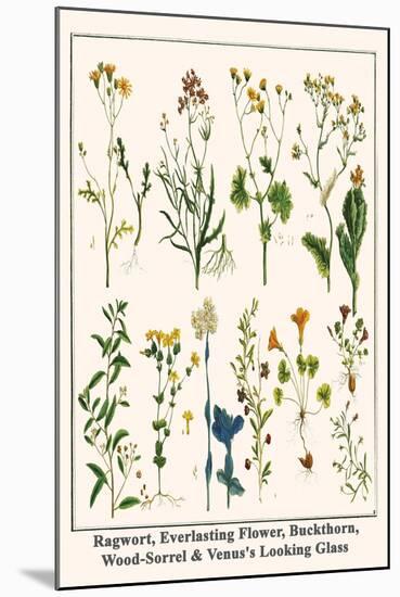 Ragwort, Everlasting Flower, Buckthorn, Wood-Sorrel and Venus's Looking Glass-Albertus Seba-Mounted Art Print