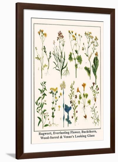 Ragwort, Everlasting Flower, Buckthorn, Wood-Sorrel and Venus's Looking Glass-Albertus Seba-Framed Art Print