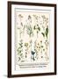 Ragwort, Everlasting Flower, Buckthorn, Wood-Sorrel and Venus's Looking Glass-Albertus Seba-Framed Art Print