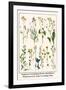 Ragwort, Everlasting Flower, Buckthorn, Wood-Sorrel and Venus's Looking Glass-Albertus Seba-Framed Art Print
