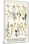 Ragwort, Everlasting Flower, Buckthorn, Wood-Sorrel and Venus's Looking Glass-Albertus Seba-Mounted Art Print