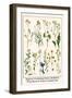 Ragwort, Everlasting Flower, Buckthorn, Wood-Sorrel and Venus's Looking Glass-Albertus Seba-Framed Art Print