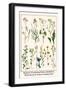 Ragwort, Everlasting Flower, Buckthorn, Wood-Sorrel and Venus's Looking Glass-Albertus Seba-Framed Art Print