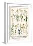 Ragwort, Everlasting Flower, Buckthorn, Wood-Sorrel and Venus's Looking Glass-Albertus Seba-Framed Art Print