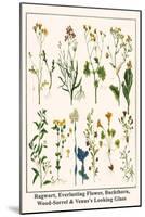 Ragwort, Everlasting Flower, Buckthorn, Wood-Sorrel and Venus's Looking Glass-Albertus Seba-Mounted Art Print