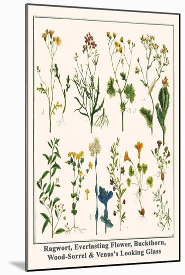 Ragwort, Everlasting Flower, Buckthorn, Wood-Sorrel and Venus's Looking Glass-Albertus Seba-Mounted Art Print