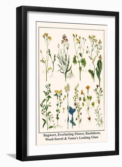 Ragwort, Everlasting Flower, Buckthorn, Wood-Sorrel and Venus's Looking Glass-Albertus Seba-Framed Premium Giclee Print