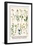 Ragwort, Everlasting Flower, Buckthorn, Wood-Sorrel and Venus's Looking Glass-Albertus Seba-Framed Premium Giclee Print