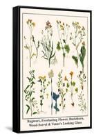 Ragwort, Everlasting Flower, Buckthorn, Wood-Sorrel and Venus's Looking Glass-Albertus Seba-Framed Stretched Canvas