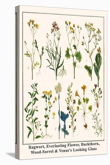 Ragwort, Everlasting Flower, Buckthorn, Wood-Sorrel and Venus's Looking Glass-Albertus Seba-Stretched Canvas