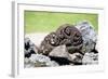 Raiatea-Styve-Framed Photographic Print