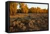 Rail fence across sage brush in Grand Teton National Park.-Larry Ditto-Framed Stretched Canvas