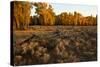 Rail fence across sage brush in Grand Teton National Park.-Larry Ditto-Stretched Canvas