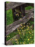 Rail Fence and Buttercups, Pioneer Homestead, Great Smoky Mountains National Park, N. Carolina, USA-Adam Jones-Stretched Canvas