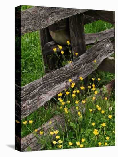 Rail Fence and Buttercups, Pioneer Homestead, Great Smoky Mountains National Park, N. Carolina, USA-Adam Jones-Stretched Canvas