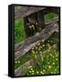 Rail Fence and Buttercups, Pioneer Homestead, Great Smoky Mountains National Park, N. Carolina, USA-Adam Jones-Framed Stretched Canvas