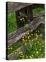 Rail Fence and Buttercups, Pioneer Homestead, Great Smoky Mountains National Park, N. Carolina, USA-Adam Jones-Stretched Canvas