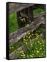 Rail Fence and Buttercups, Pioneer Homestead, Great Smoky Mountains National Park, N. Carolina, USA-Adam Jones-Framed Stretched Canvas