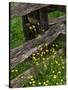 Rail Fence and Buttercups, Pioneer Homestead, Great Smoky Mountains National Park, N. Carolina, USA-Adam Jones-Stretched Canvas