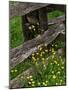 Rail Fence and Buttercups, Pioneer Homestead, Great Smoky Mountains National Park, N. Carolina, USA-Adam Jones-Mounted Photographic Print