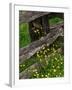 Rail Fence and Buttercups, Pioneer Homestead, Great Smoky Mountains National Park, N. Carolina, USA-Adam Jones-Framed Photographic Print