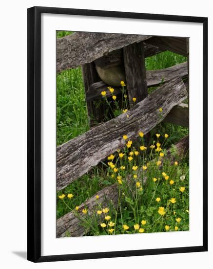 Rail Fence and Buttercups, Pioneer Homestead, Great Smoky Mountains National Park, N. Carolina, USA-Adam Jones-Framed Photographic Print