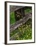 Rail Fence and Buttercups, Pioneer Homestead, Great Smoky Mountains National Park, N. Carolina, USA-Adam Jones-Framed Photographic Print