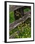 Rail Fence and Buttercups, Pioneer Homestead, Great Smoky Mountains National Park, N. Carolina, USA-Adam Jones-Framed Photographic Print