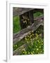 Rail Fence and Buttercups, Pioneer Homestead, Great Smoky Mountains National Park, N. Carolina, USA-Adam Jones-Framed Photographic Print