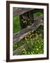 Rail Fence and Buttercups, Pioneer Homestead, Great Smoky Mountains National Park, N. Carolina, USA-Adam Jones-Framed Photographic Print