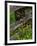 Rail Fence and Buttercups, Pioneer Homestead, Great Smoky Mountains National Park, N. Carolina, USA-Adam Jones-Framed Photographic Print