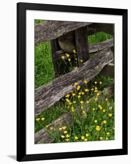 Rail Fence and Buttercups, Pioneer Homestead, Great Smoky Mountains National Park, N. Carolina, USA-Adam Jones-Framed Photographic Print