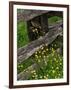 Rail Fence and Buttercups, Pioneer Homestead, Great Smoky Mountains National Park, N. Carolina, USA-Adam Jones-Framed Photographic Print