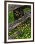 Rail Fence and Buttercups, Pioneer Homestead, Great Smoky Mountains National Park, N. Carolina, USA-Adam Jones-Framed Photographic Print