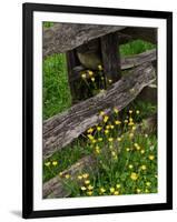 Rail Fence and Buttercups, Pioneer Homestead, Great Smoky Mountains National Park, N. Carolina, USA-Adam Jones-Framed Photographic Print